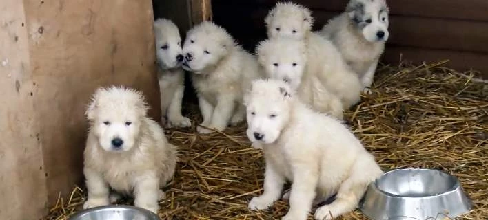 Η Ρωσία επιδεικνύει το τελευταίο της όπλο: Χαριτωμένα κουτάβια (βίντεο)